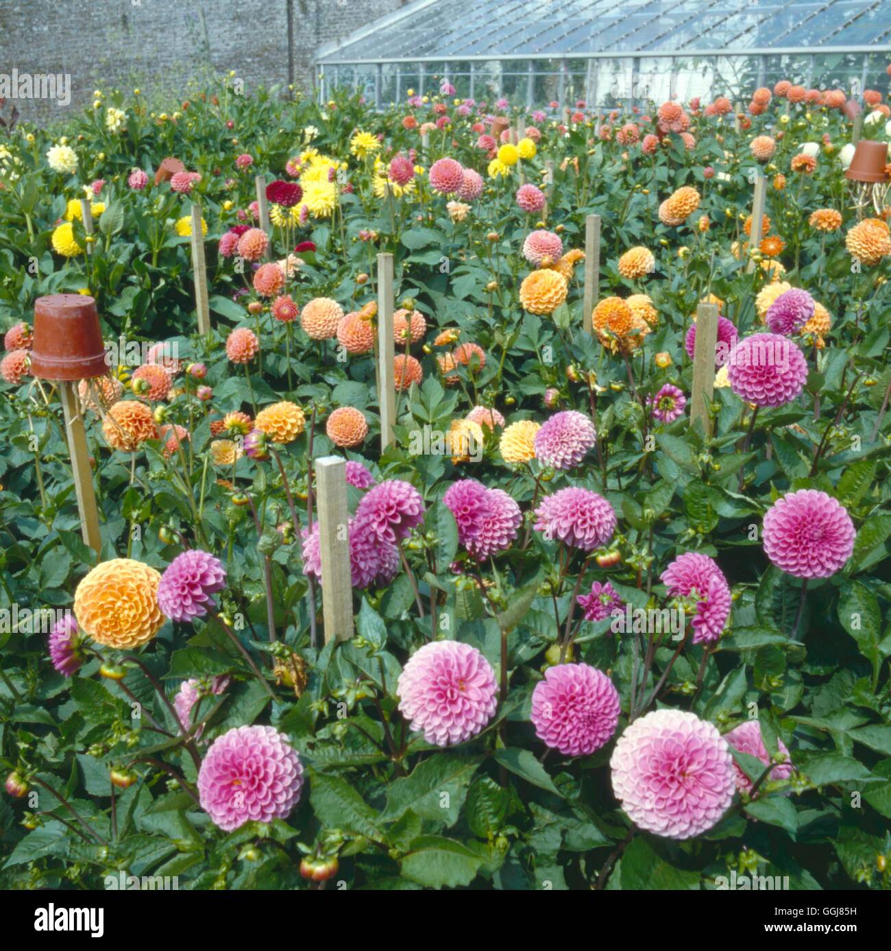 Earwig dahlia hires stock photography and images Alamy